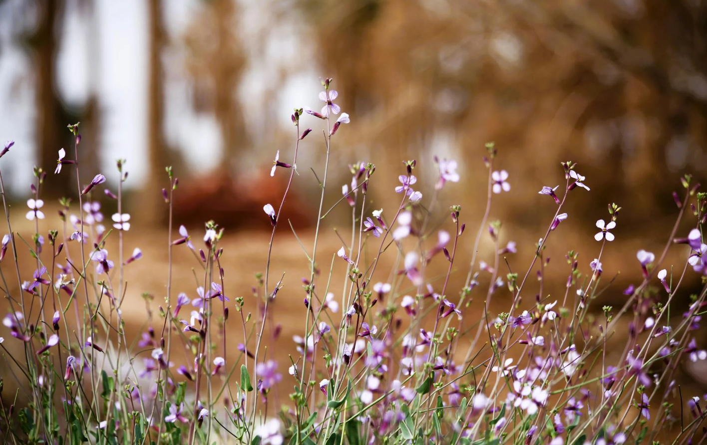 Het verschil tussen haar gummies en traditionele vitaminesupplementen