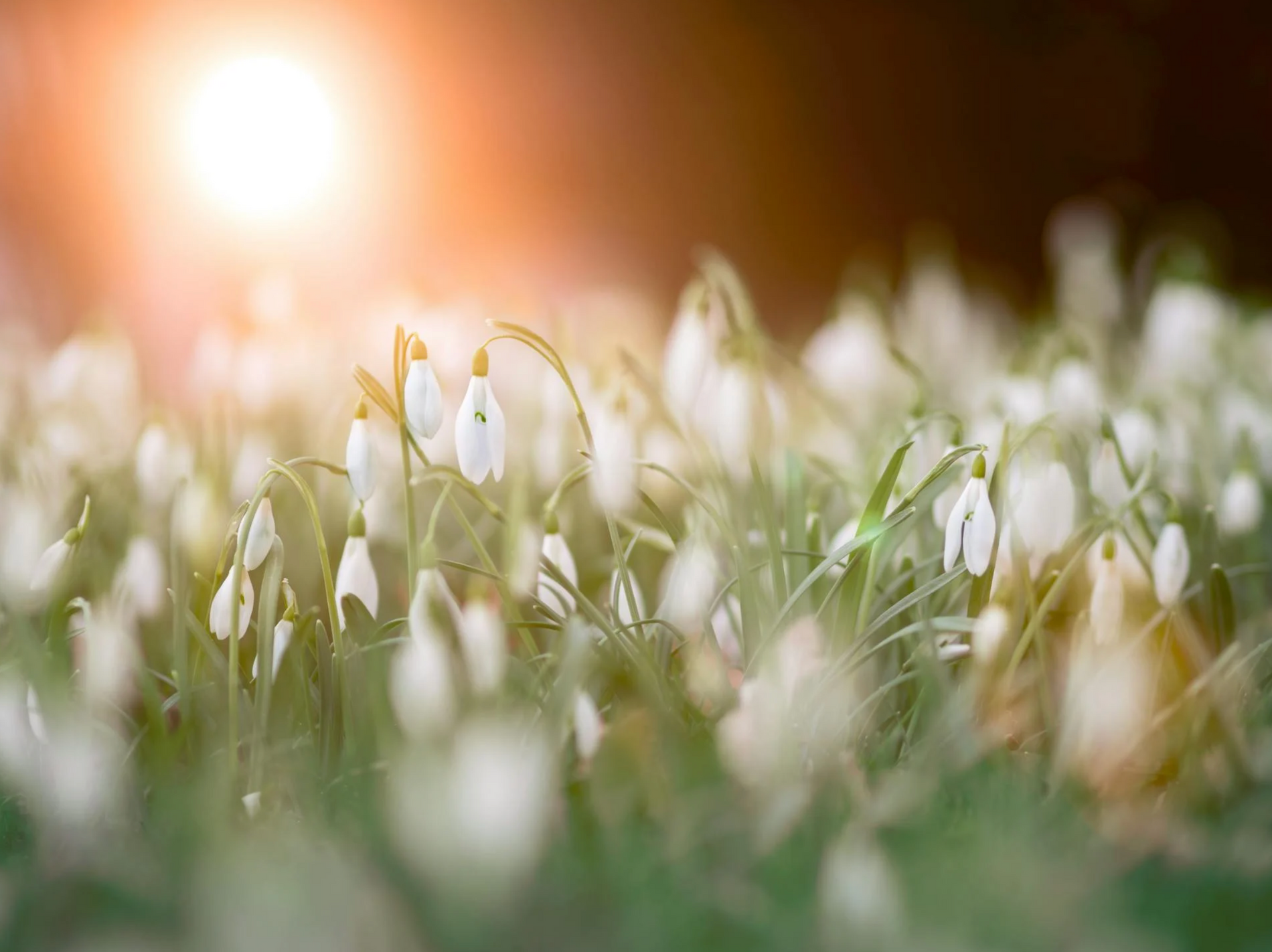 Bereid je haar voor op de lente - Veganboost tips & tricks